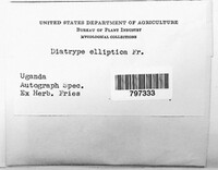 Image of Diatrype elliptica